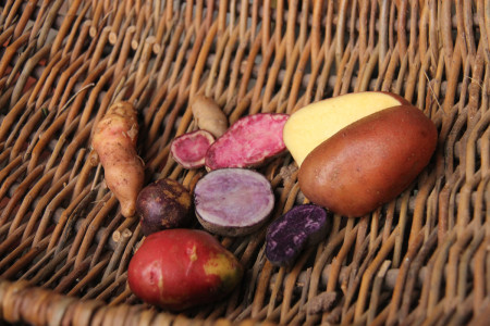 2014 Bio-Strecke Kartoffeln