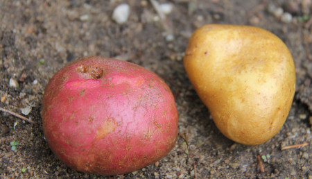2014 Bio-Strecke Kartoffeln
