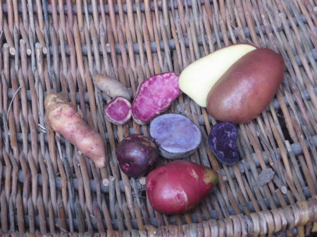 Kartoffeln (7)